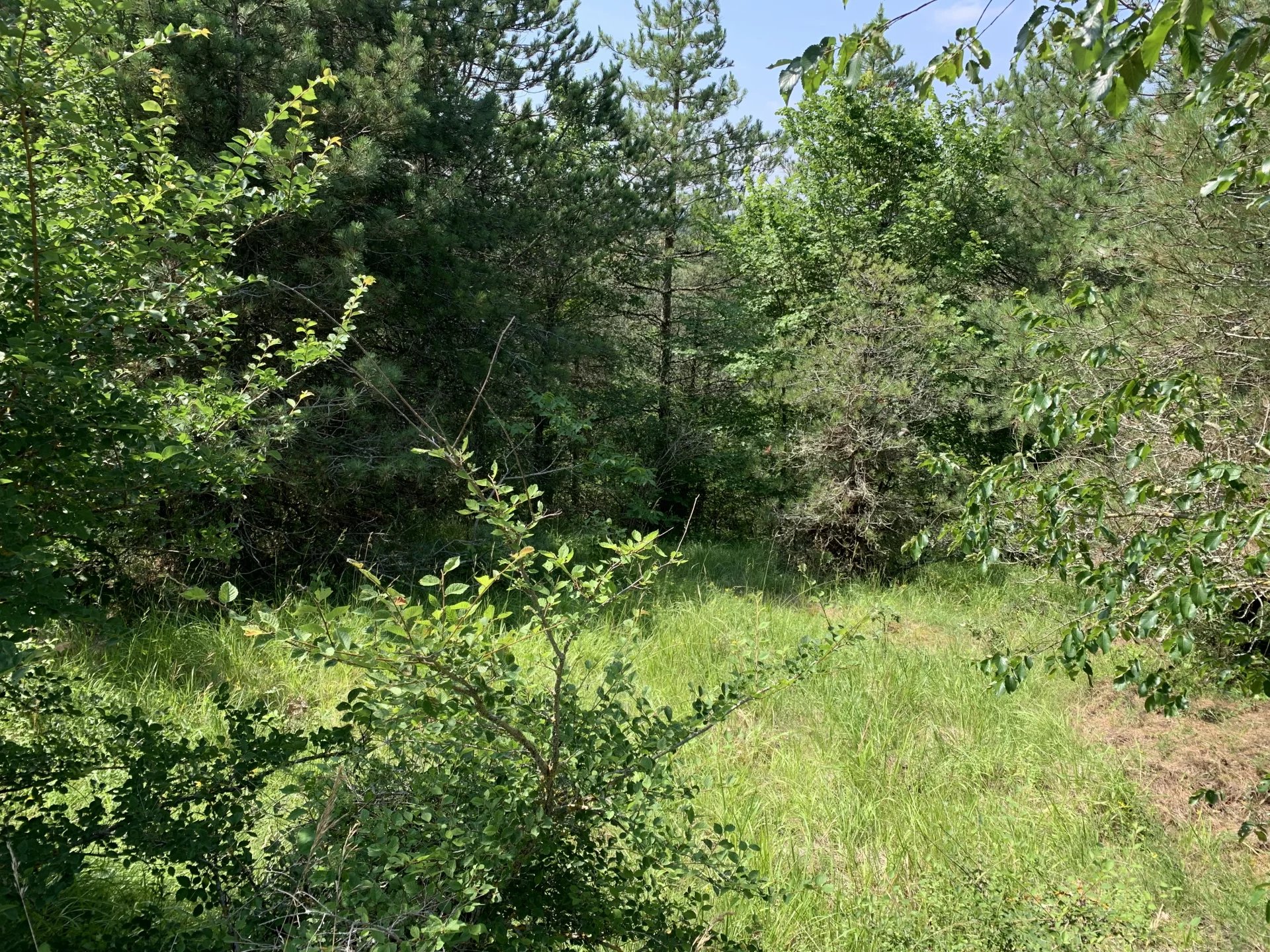 0960df4f4e7d0cfc8896c2fe94365ca6_ddd7caab32_1920-original-76078 LOVELY BUILDABLE PLOT OF LAND WITH TREES