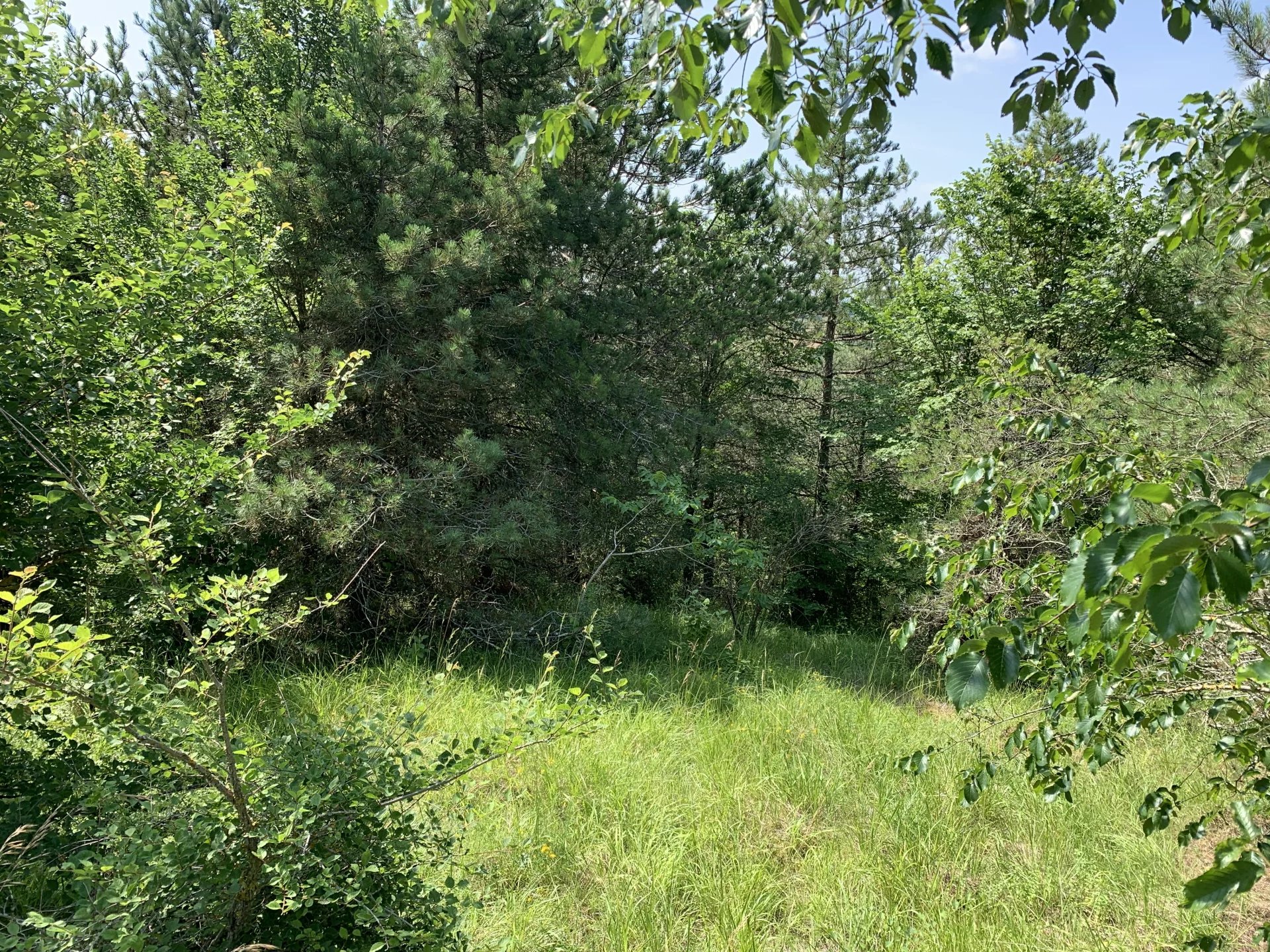 6f11aca6d051db98fa0714f020d72771_a6321cd4e3_1920-original-76078 LOVELY BUILDABLE PLOT OF LAND WITH TREES