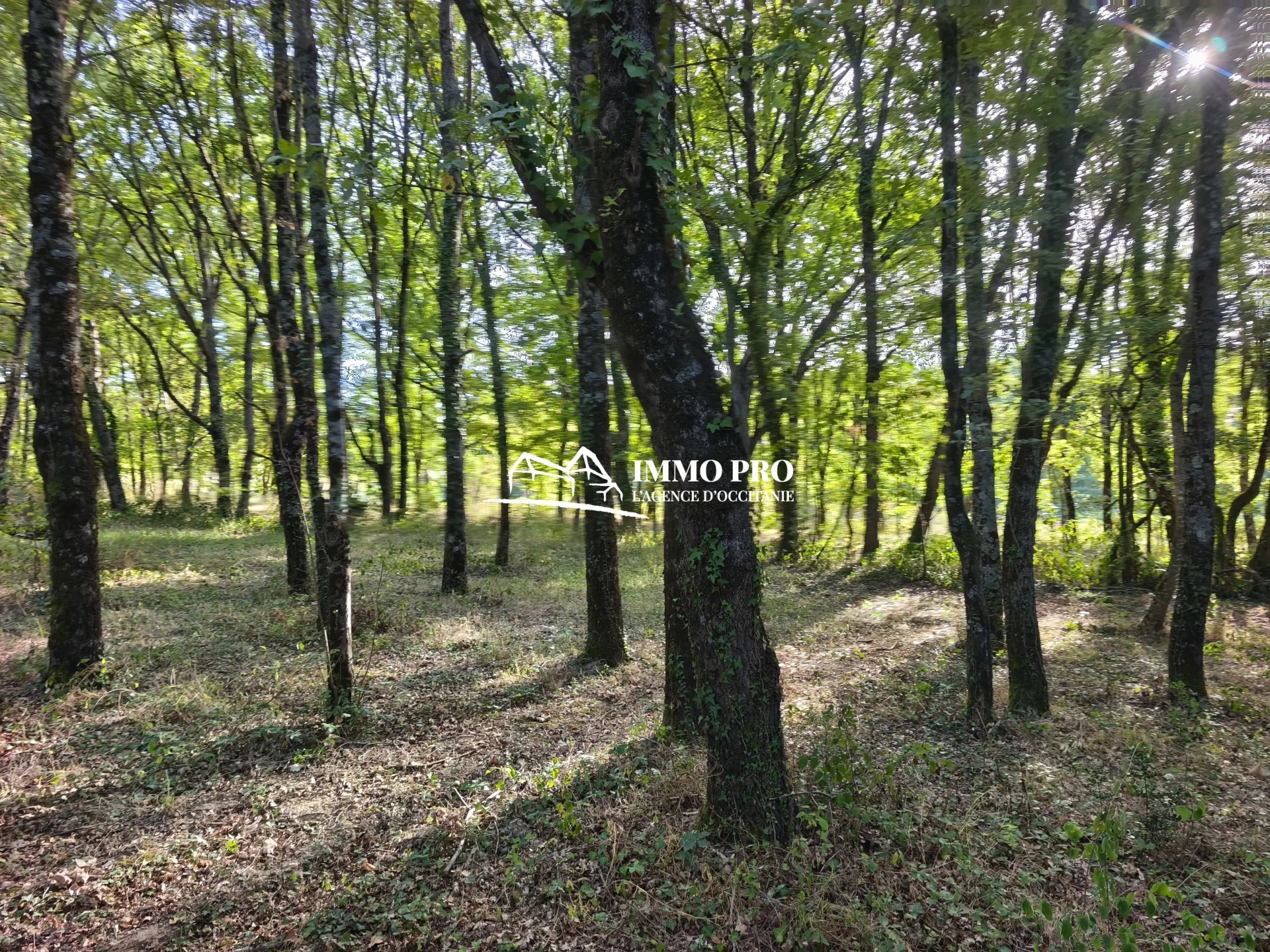 54d7a29a12b1fb4ca33973427d73b7bb_8f79716190_1920-original-92127 LE FOUSSERET SOUTH-WEST of FRANCE Villa and plot of 1.4 hectare